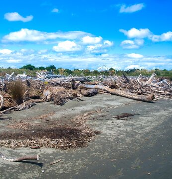 Logs washed up on beach after cyclone
