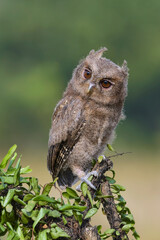 Close-up of a Eurasian scoop eagle