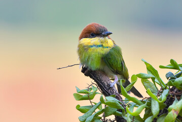 The chestnut-headed bee-eater on a tree branch