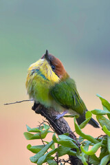 The chestnut-headed bee-eater on a tree branch