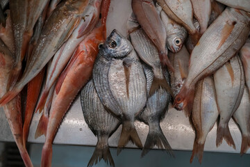 A variety of Atlantic fish on the counter.