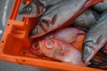 Fresh ocean fish in a plastic crate.