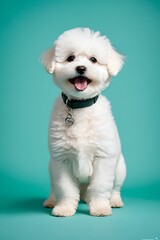 Pet- my white bichon looking at me cutely. A picture of a baby dog. Generative AI - obrazy, fototapety, plakaty