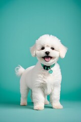 Pet- my white bichon looking at me cutely. A picture of a baby dog. Generative AI - obrazy, fototapety, plakaty