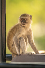 Vervet monkey sits in truck looking round