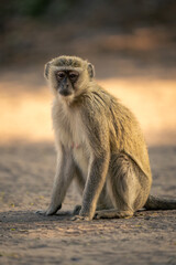 Vervet monkey sits on sand watching camera