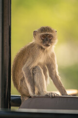 Vervet monkey sits watching camera from jeep