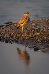 Water thick-knee on riverbank reflected in water