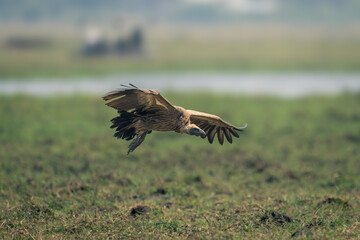 White-backed vulture about to land on riverbank