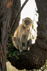 Vervet monkey sitting in tree watching camera