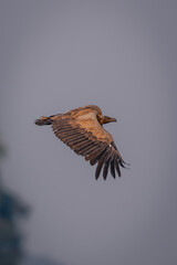 White-backed vulture flies through perfect blue sky