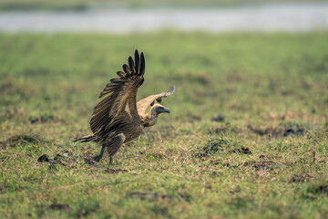 White-backed vulture lands on grass spreading wings