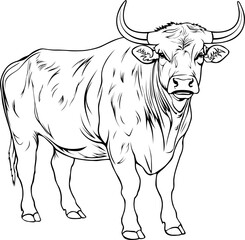 Bull Hand Drawn Realistic Detailed Coloring Book Animal Illustrations