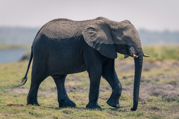 Wet African bush elephant walks along riverbank