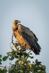 White-backed vulture turns head on leafy branch