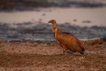 White-backed vulture stands by waterhole in profile
