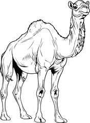 Camel Hand Drawn Realistic Detailed Coloring Book Animal Illustrations