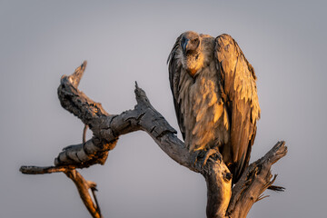 White-backed vulture watches camera from dead tree