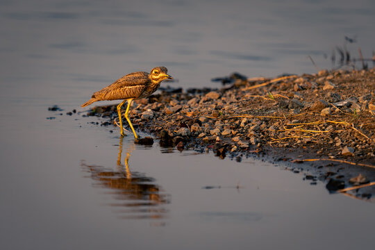 Water thick-knee in shallows reflected in water