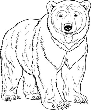 Bear Hand Drawn Realistic Detailed Coloring Book Animal Illustrations