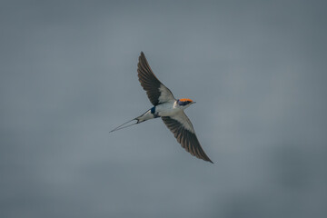 Wire-tailed swallow flies with wings spread wide