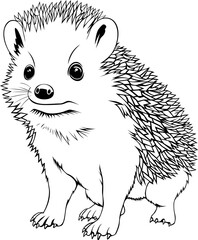 Hedgehog Hand Drawn Realistic Detailed Coloring Book Animal Illustrations