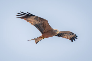Yellow-billed kite glides through sky looking down