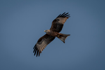 Yellow-billed kite with catchlight in blue sky