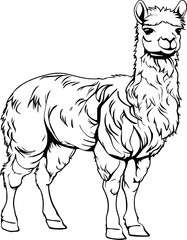 Llama Hand Drawn Realistic Detailed Coloring Book Animal Illustrations