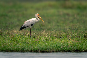 Obraz na płótnie Canvas Yellow-billed stork cocks head on grassy riverbank