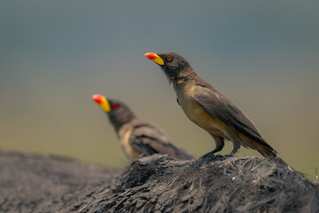 Yellow-billed oxpeckers on spine of Cape buffalo