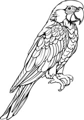 Parrot Hand Drawn Realistic Detailed Coloring Book Animal Illustrations