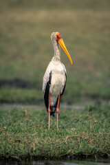Yellow-billed stork stands on riverbank turning head