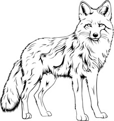 Fox Hand Drawn Realistic Detailed Coloring Book Animal Illustrations