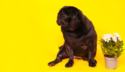 close up of a cute pug dog with black fur looking up with humble eyes on yellow studio background