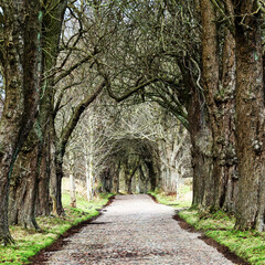 Fototapeta premium Allee