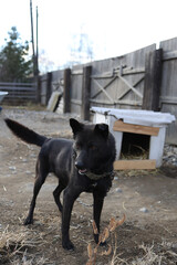 Mongrel on the chain. Shaggy dog, the dog guards the house.