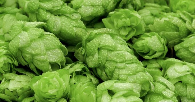 Fresh green hops.  Green ripe hop cones background.