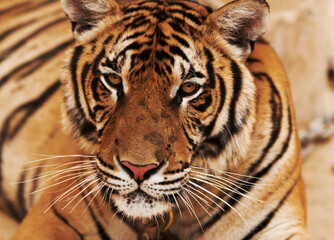 Zoo, wildlife and closeup of tiger in the sand by circus for majestic entertainment or safari. Animal, feline and zoom of exotic big cat in desert or dune in outdoor conservation or habitat in India.