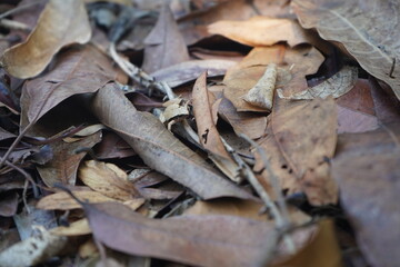 dry leaf texture