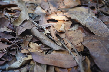 frog on the leaf, dry, on the ground