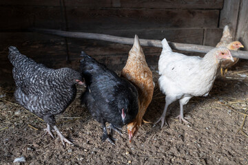 Rooster with chickens on a farm in a wooden room