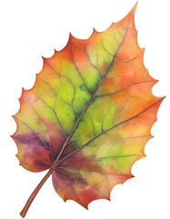 Isolated colorful autumn maple leaf on a transparent background. Vibrant fall season aesthetic.