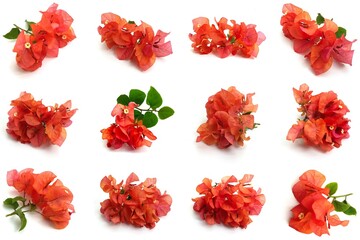 Set of Small Orange Bougainvillea Flowers on white Background. Photos taken from various...