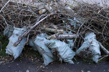 cutting down trees in the forest
