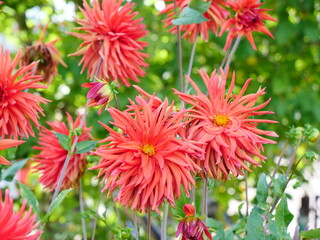 Beautiful red dahlia blooms, photographed in October 2023