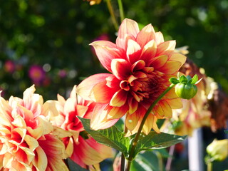 Beautiful red dahlia blooms, photographed in October 2023