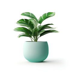 plant in a potplant, pot, leaf, flower, tree, nature, isolated, houseplant, potted, growth, leaves, home, 
