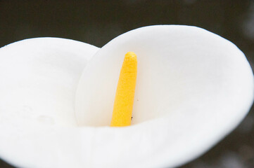 beautiful flower in the garden