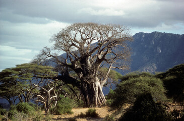 Adamsomia digitata, Baobab, Parc national de Manyara, Tanzanie
